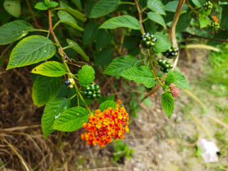 Lantana urticoides is a wild plant that has a beautiful orange color and green and black seeds.