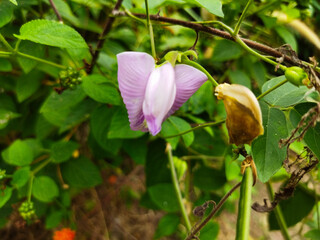 Pisum sativum is a type of vegetable in the form of beans. The flowers are purple and the fruit is green.