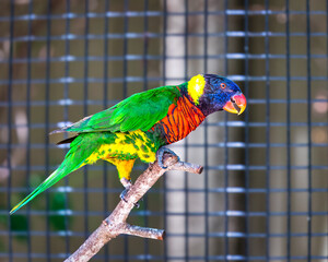 Obraz premium Rainbow Lorikeet bird in the Zoo