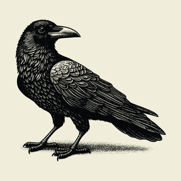 Crow  vector illustration with old engraving style. handrawn crow vector illustration vintage retro style