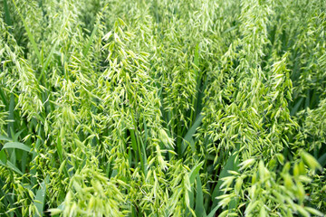 vibrant green expanse young oats swaying in breeze, ripening crop diligent farmer, farming...