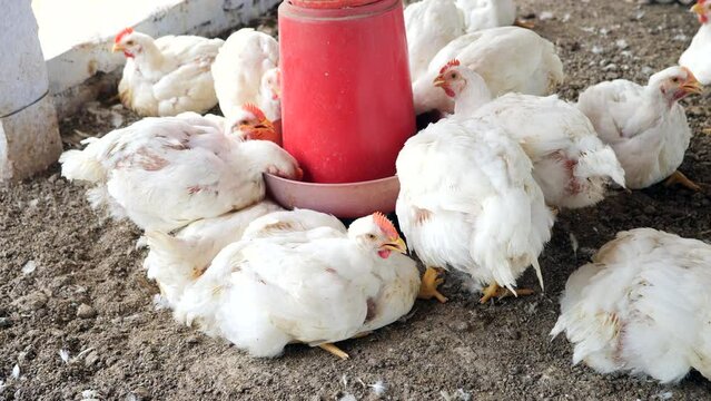 Feeding Frenzy Chicken Pecking at Red Dispenser