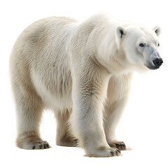 Majestic Adult Polar Bear Standing Isolated on White Background