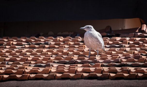 baby seagull on a tiled roof. Baby herring-gull.