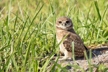 A juvenile burrowing owl (Athene cunicularia) in the grass in late June in Cape Coral, Florida