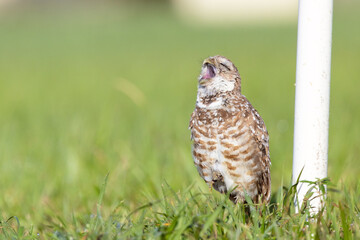 A cute yawn from a burrowing owl (Athene cunicularia) in a grass lot in Cape Coral, Florida