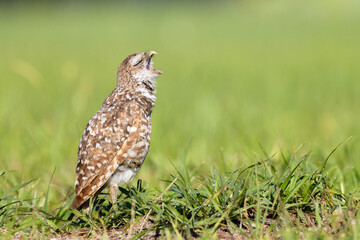 A cute yawn from a burrowing owl (Athene cunicularia) in a grass lot in Cape Coral, Florida