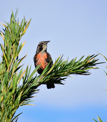 Leistes loyca bird on a branch