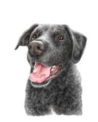 Black labrador retriever dog portrait