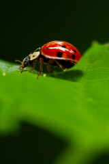 Fototapeta premium Macro portrait of a Ladybug (Coccinellidae) exploring a green leaf against dark backdrop