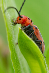 Macro portrait of red milkweed beetle (Tetraopes  tetrophthalmus) exploring the leaves of Asclepias plant