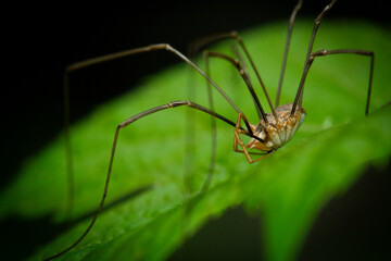 Macro portrait of daddy longlegs spider (Phalangium opilio) sitting ontop green leaf