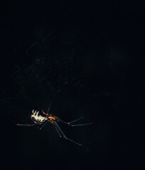 Close up, detailed photograph of a Dome Spider constructing a sheet web in a dark Ontario forest.