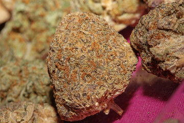 Cannabis various buds super private collection medical marihuana grass mania macro background high quality focus stack fifty megapixels printings