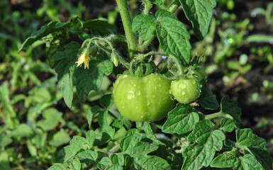 green tomatoes with raindrops on the garden bed close-up