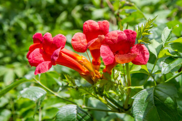 Large red flowers. Blooming campsis close-up. Flowering plant in nature.