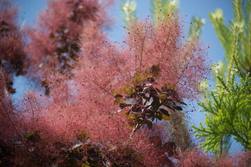 Purple Royal smoke bush smokey plumes under clear blue skies