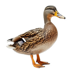 Fototapeta premium A duck is standing on a white background