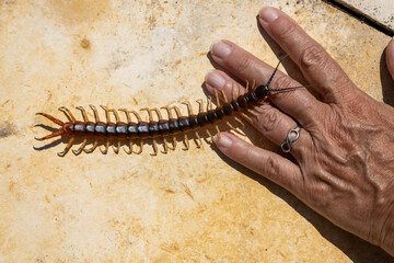 Many-legged animal called hundred feet with antennae and poisonous tail.