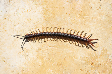 Many-legged animal called hundred feet with antennae and poisonous tail.