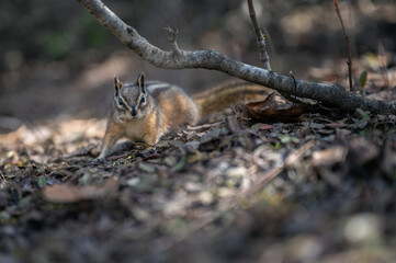 Curious Chipmunk in Kananaskis, Alberta, Canada. 