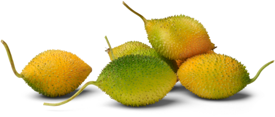 spine or spiny gourd isolated white background, pile of teasle gourd or bristly balsam pear small dark green and yellow oval fruits covered with soft spines in side view