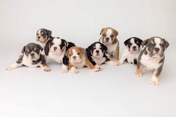 English Bulldog Puppies