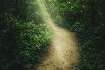Obraz premium Serene forest pathway illuminated by sunlight, surrounded by lush greenery, perfect for nature exploration and tranquil walks.