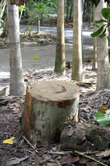 Fototapeta premium Tree stump in a garden with fallen leaves and a pathway