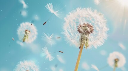 Dandelion seeds floating in summer breeze altering growth and direction perspective Inspiring flora in natural spring setting Eco friendly scenery