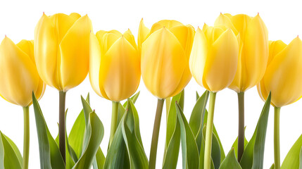 Obraz premium Beautiful yellow tulips isolated on a transparent background