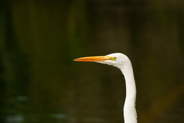 Life of heron in a lake