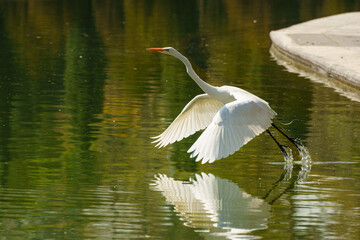 Life of heron in a lake