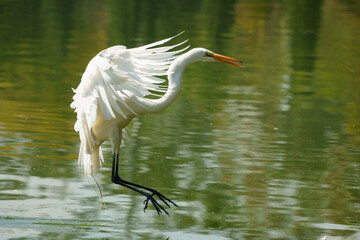 Life of heron in a lake