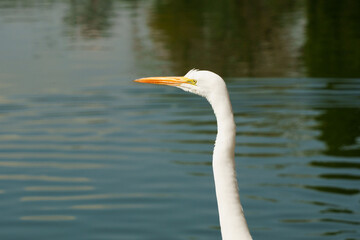 Life of heron in a lake