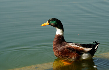 Canadian duck and white duck