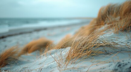 Seagrass Blowing In The Wind On A Cloudy Beach Day