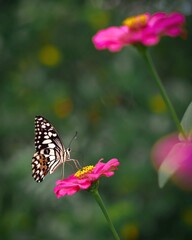 butterfly on flower