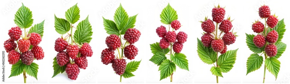 Wall mural Rubus phoenicolasius isolated on a white background - Wall murals