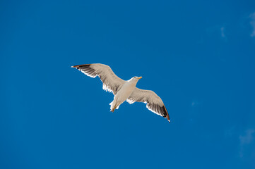 seagull flying in the blue sky