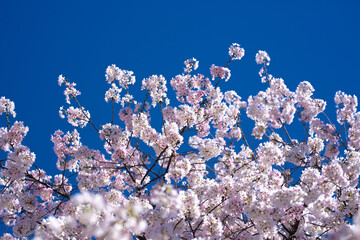 Spring flowers. Beautiful Cherry blossom tree, white flower. Blooming tree at spring, fresh white flowers on the branch of fruit tree, Spring blossom abstract background. Dreamy soft focus picture.