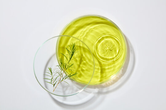 Minimal scene of a petri dish containing a branch of tea tree leaves stacked on another petri dish of tea tree oil. Science advertising laboratory background