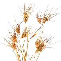 Fototapeta premium Themeda Triandra Bush Isolated on Clear Cutout