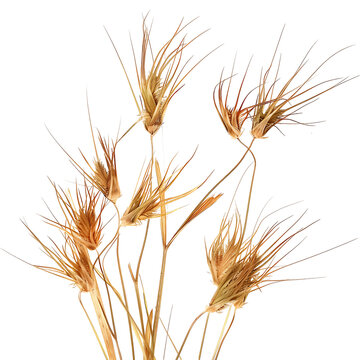 Themeda Triandra Bush Isolated on Clear Cutout
