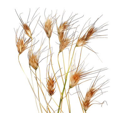 Themeda Triandra on Clear Background Cutout
