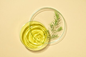 Two glass petri dishes of tea tree leaves and tea tree oil are stacked on top of each other. Beige background. Medicine experiment and chemical biology study in science laboratory research
