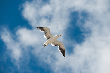 Seagull flying in the blue sky with white clouds on background