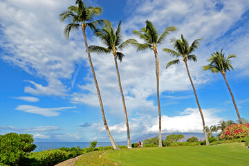 Flowers, Trees, Tropical 