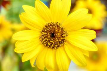 Fototapeta premium Flowers, Trees, Tropical 