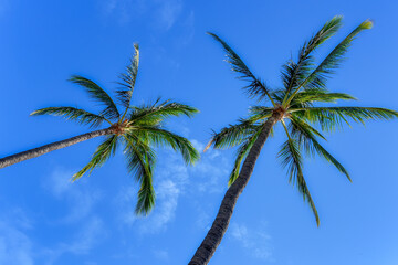 Flowers, Trees, Tropical 